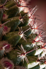 Macro detail photo  to beauty wild cactus, green, spiky, pink purple flowers on spring
