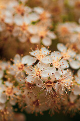 Wild meadow spring flowers, white pink yellow blossom flowers in macro photography