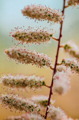 Wild meadow spring flowers, white pink yellow blossom flowers in macro photography