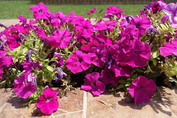 Fototapeta na wymiar Compact magenta colored flowers of petunias in mid July