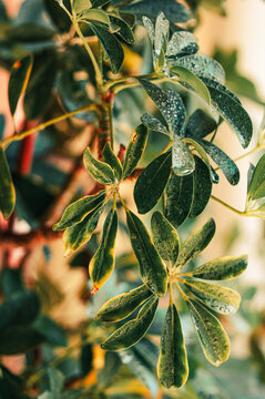 Schefflera umbrella tree green and yellow leaves. 