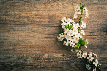 Fototapeta na wymiar Spring background with white flowers blossoms on wooden background. top view