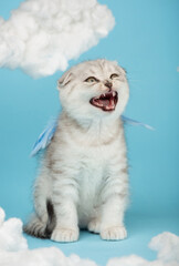 Scottish kitten dressed in blue wings meows loudly among the cotton clouds.