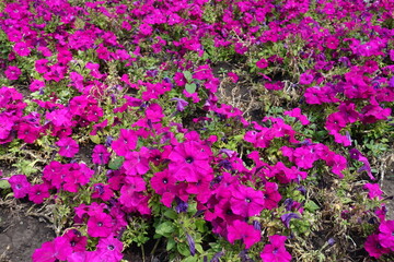 Obraz premium Numerous magenta colored flowers of petunias in mid July