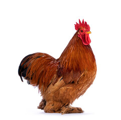 Adult Buff Black Columbia Cochin rooster, standing side ways. Isolated on a white background.