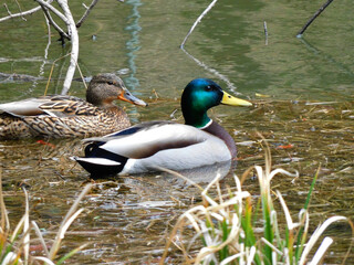 マガモのつがい2