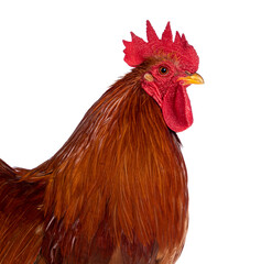 Head shot of Adult Buff Black Columbia Cochin rooster, standing fside ways. Looking straight ahead. Isolated on a white background.