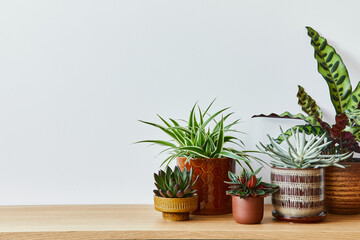 Stylish composition of home garden interior filled a lot of beautiful plants, cacti, succulents, air plant in different design pots. Home gardening concept Home jungle. Copy spcae. Template