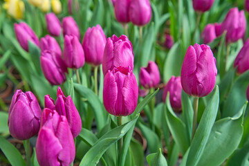 There are many pink tulips in the garden. The Sun-Link-Sea Forest and Nature Resort is located in Nantou County, Taiwan.