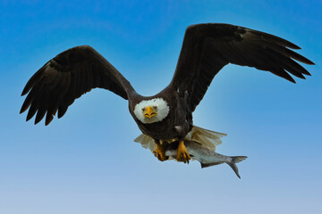 Bald Eagle in Flight with a Fish