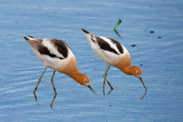 American Avocets Feeding in the Marsh