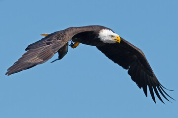 Bald Eagle in Flight with a Fish