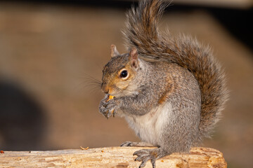 Eastern Grey Squirrel Eating a Peanut