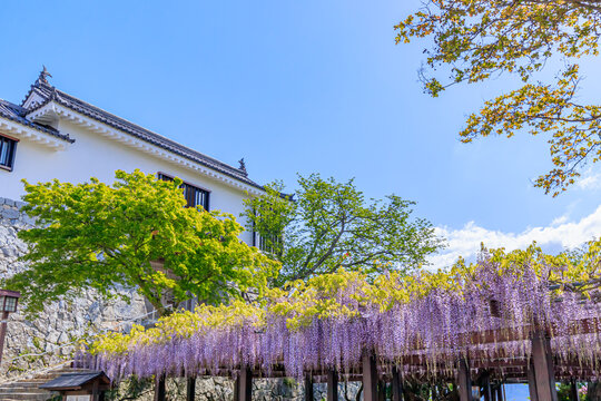 歴史 藤の花 花 Images Browse 51 Stock Photos Vectors And Video Adobe Stock