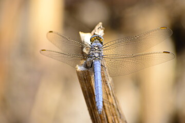 macro shot of ınsects ın the nature