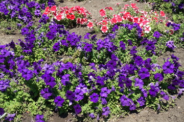 Obraz na płótnie Canvas Lots of purple, red and white flowers of petunias in July