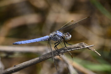 macro shot of ınsects ın the nature