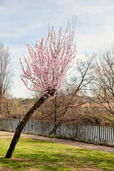 A leaning pink prunus triloba tree blossoming in the garden of a public park during spring