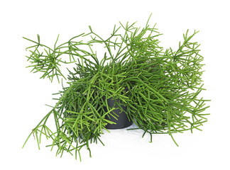 Euphorbia tirucallii