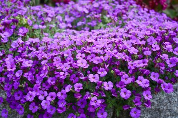Naklejka premium pink flowers in the garden