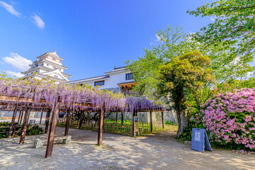 唐津城と藤の花　佐賀県唐津市　Karatsu Castle and Wisteria flowers Saga-ken Karatsu...