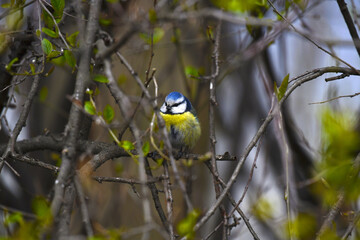 Blue tit (lat.Cyanistes caeruleus). Beautiful little bird resting sitting on a bush branch.