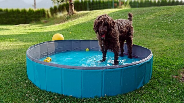 a brown dog is playing with water and toys in a dog pool
