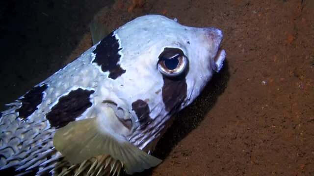 
Black-blotched porcupinefish (Diodon liturosus) Inside Shipwreck- Close Up - Philippines