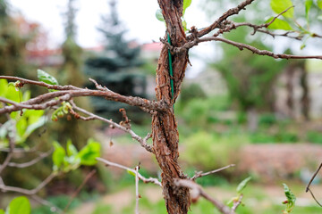 Lemongrass trunk is intertwined with a wire supporting it