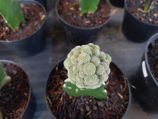 Cacti and succulents are now very popular houseplants.