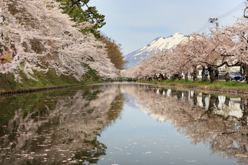 Cherry blossoms in full bloom and snow-capped mountains reflected on the surface of the water