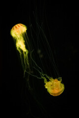 Jellyfish in an aquarium with black background, Mexico