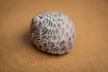 Shallow depth of field seashell on brown  textured background.