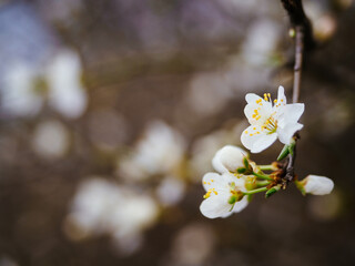 White apricot tree flowers, close-up. Spring tender greeting card for a holiday, Easter, International Women's Day