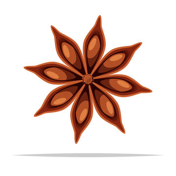 Star anise spice vector isolated illustration
