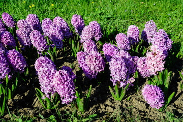 Large vivid pink Hyacinth or Hyacinthus flowers in full bloom in a garden in a sunny spring day, beautiful outdoor floral background photographed with soft focus.