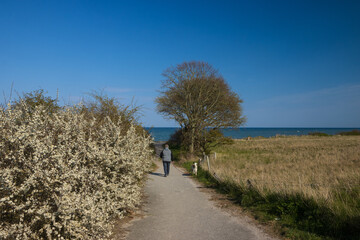 Back view of a man taking his dog for a walk on a beautiful coastal path with sloe bush in bloom in spring.