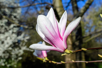Close up of one delicate white and pink magnolia flower in full bloom on a branch towards clear blue sky  in a garden in a sunny spring day, beautiful outdoor floral background.