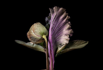 small bouquet of decorative flowers and leaf of cabbage on a black background. isolated