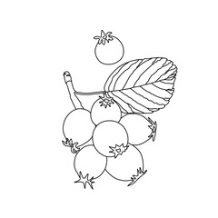 closeup of Berry from the Amelanchier lamarckii, also called juneberry, serviceberry or shadbush