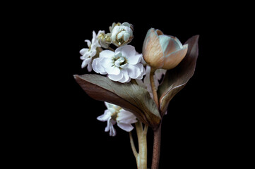 small bouquet of decorative flowers on a black background.