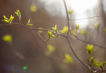 Fresh leaves against sunlight during spring time.
