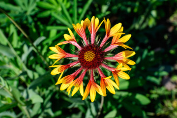 One vivid yellow and red Gaillardia flower, common known as blanket flower,  and blurred green leaves in soft focus, in a garden in a sunny summer day, beautiful outdoor floral background.