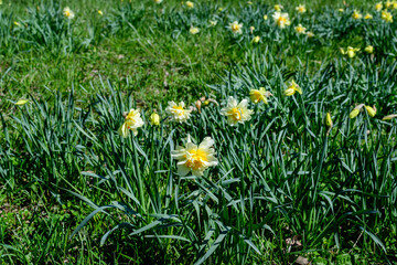 Group of delicate white and vidid yellow daffodil flowers in full bloom with blurred green grass, in a sunny spring garden, beautiful outdoor floral background photographed with selective focus.