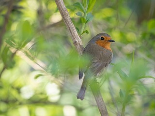robin on a branch