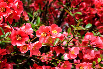 Close up delicate red flowers of Chaenomeles japonica shrub, commonly known as Japanese quince or Maule's quince in a sunny spring garden, beautiful Japanese blossoms floral background, sakura.