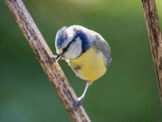 bird on the branch