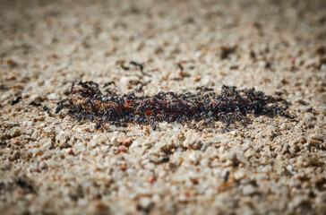 Ants moving an earthworm towards its anthill. Madrid. Spain