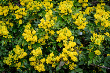 Many small yellow blooms and flowers of Mahonia aquifolium and green leaves on shrubs, in a garden in a sunny spring day, beautiful outdoor floral background photographed with soft focus.