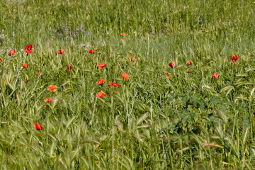 Poppy field in spring. Madrid. Spain